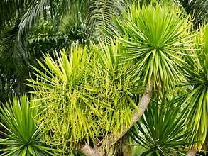 Dracaena cochinchinensis